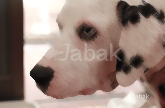 Dalmation